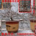 寿光迎春梅,寿光梅花,1-3年幼苗