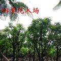 黄槐