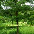 细叶榄仁