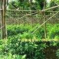 黄榕球