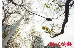 南京法桐树冬日返青 原来是植物产生错觉
