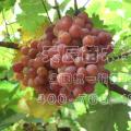 大量出售低价葡萄营养袋苗、葡萄营养杯苗