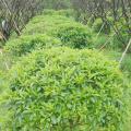 非洲茉莉