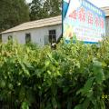 毛果木莲