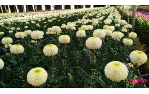嵩明首届花卉博览会开幕 国庆长假去徜徉花海