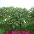 黄花鸡蛋花