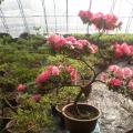 丹东花牡丹杜鹃花