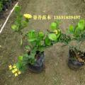 黄花龙船花