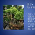 杜鹃