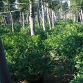 非洲茉莉