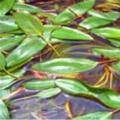 眼子菜