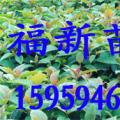 喜树
