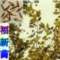喜树种子 (旱莲)