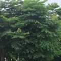 栾树