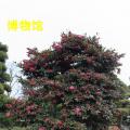 茶花