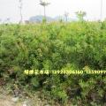 美花红千层 硬枝红千层