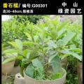 番石榴树