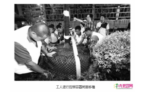 沈阳开展容器育苗补种 实现四季种树