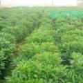 非洲茉莉
