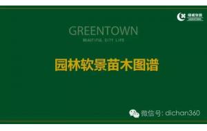 干货 | 绿城集团园林软景苗木图谱（全套）