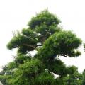 日本罗汉松