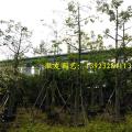 美丽异木棉