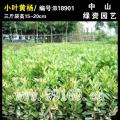 小叶黄杨