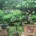 迎宾接福