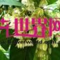 杜英