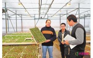中以（内乡）农业示范园 以色列工程师查看种苗