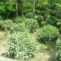 非洲茉莉