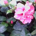 芙蓉