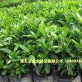 非洲茉莉