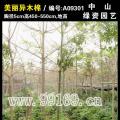 美丽异木棉