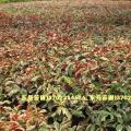 红背桂