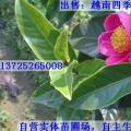 四季海棠