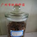 木荷