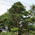 台湾罗汉松