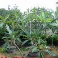 东莞园林—批发鸡蛋花假植苗