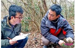 好消息！这两种冷杉“大熊猫”可能会告别灭绝的危险