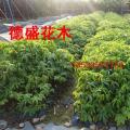 大腹木棉