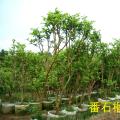 番石榴