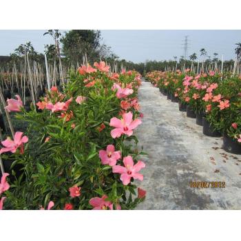 佛山市顺德陈村忠信花场-花卉世界网