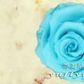 其它松柏杉竹