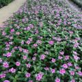 长春花