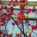 苏州梅花、光福梅花、梅花、梅花盆景、梅树桩、腊梅花
