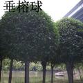 高杆垂榕球