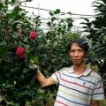 茶花