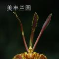 文心兰[魔鬼文心]