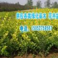 龙柏
